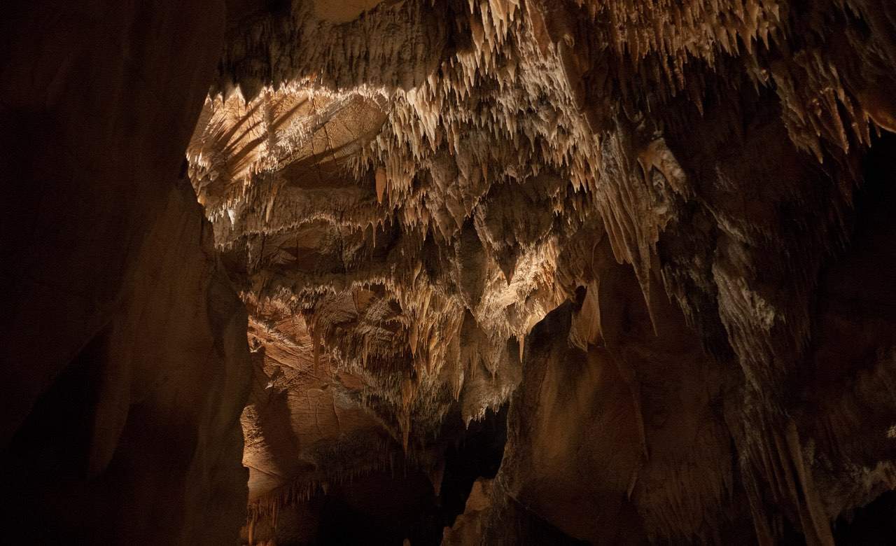 Fig-Tree-Wombeyan-Caves-Sydney-NSW - best caves in sydney