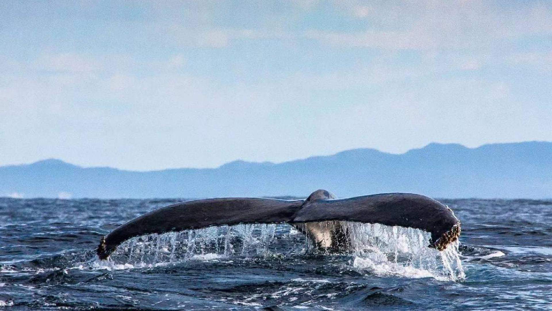 best whale watching spots australia - Minjerribah