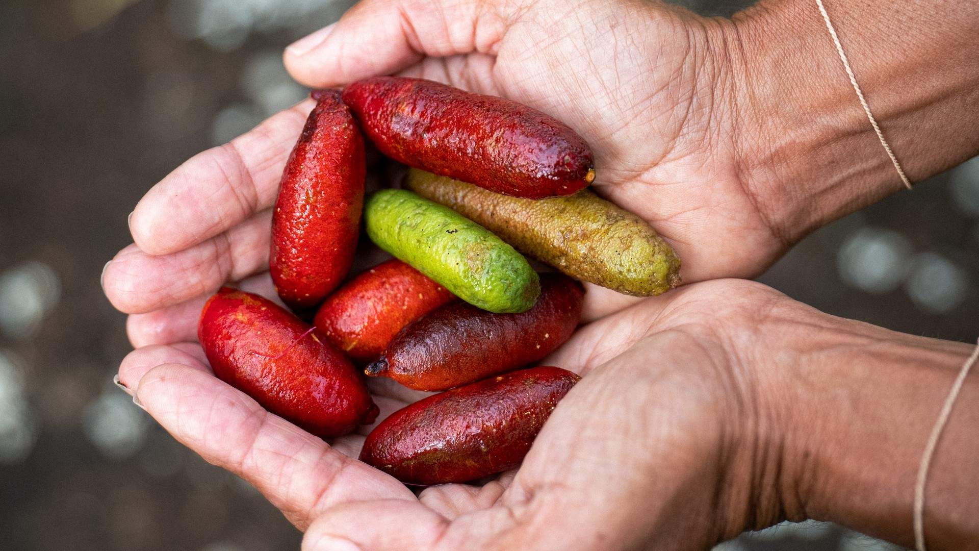 Bangalow Bush Tucker Tour